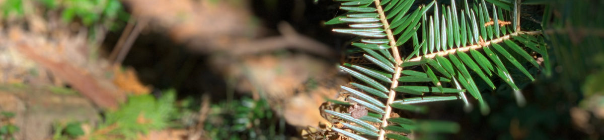 フィールドソング・ケア