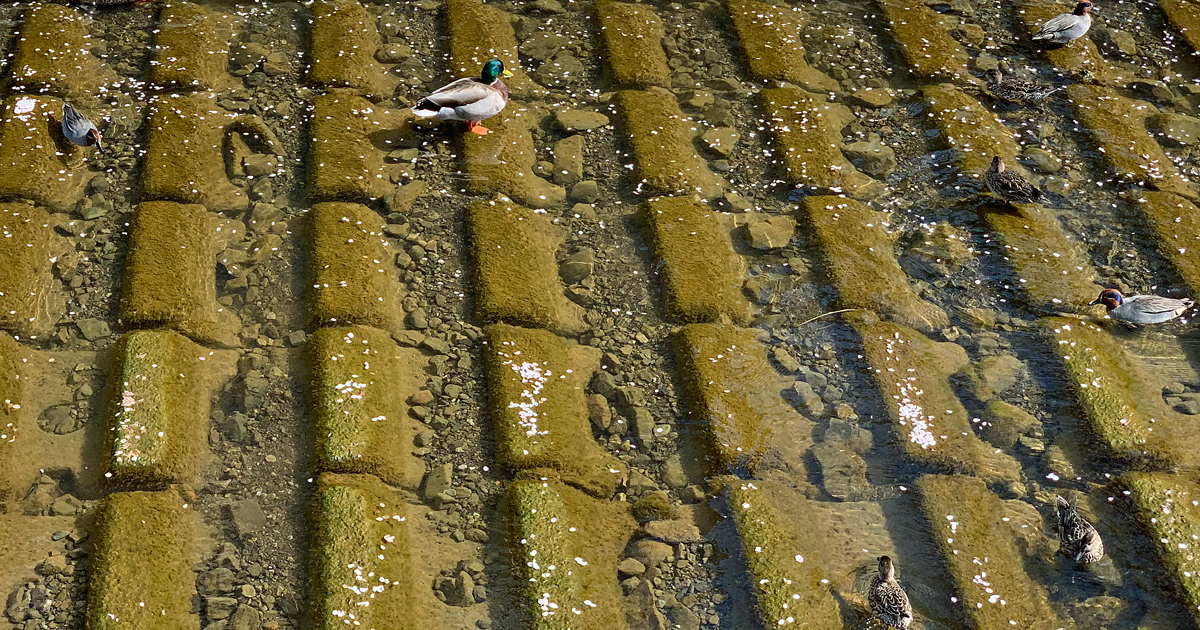 花筏とマガモたち