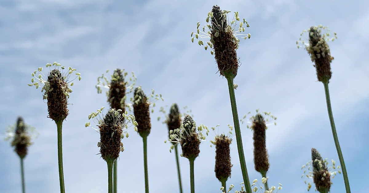 ヘラオオバコと空