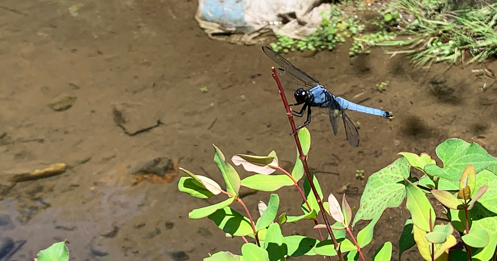 オオシオカラトンボ