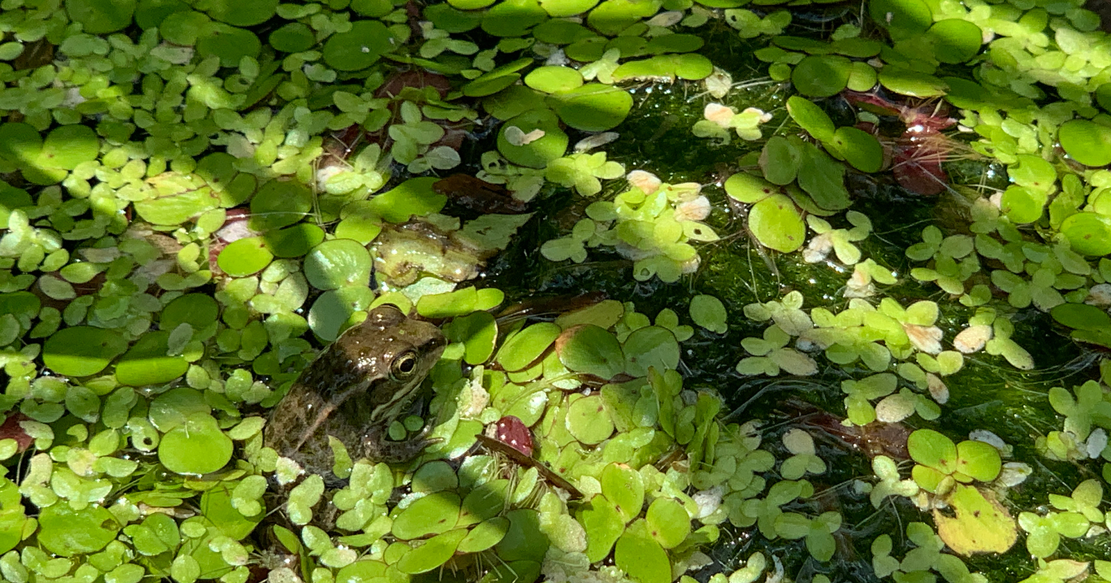 トウキョウダルマガエル