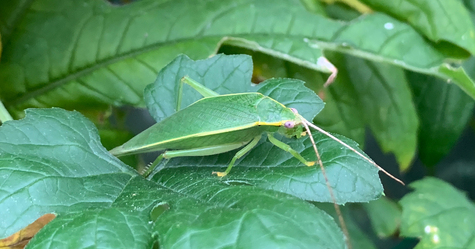 ミドリマツムシ