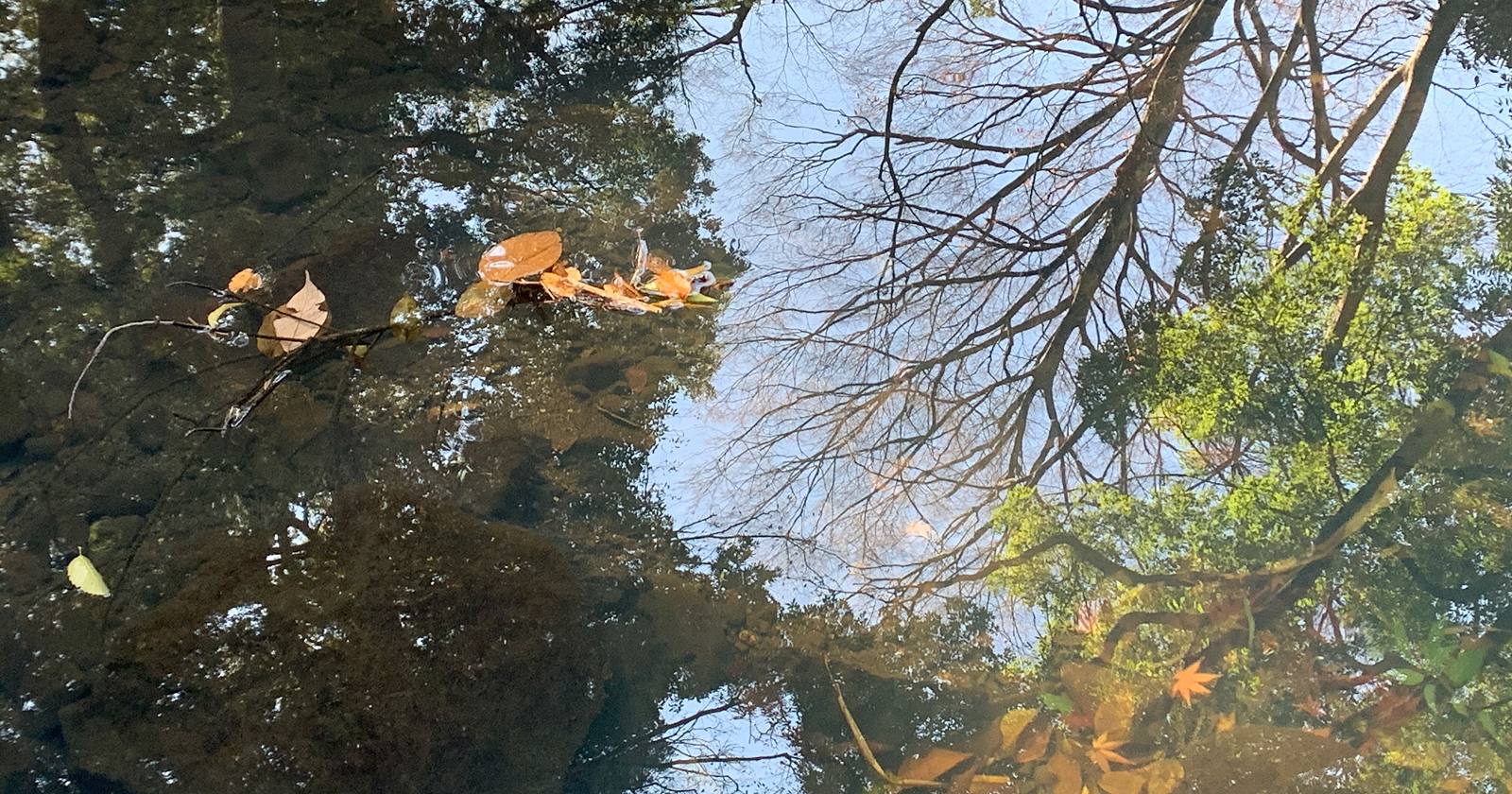 水面に映る木々