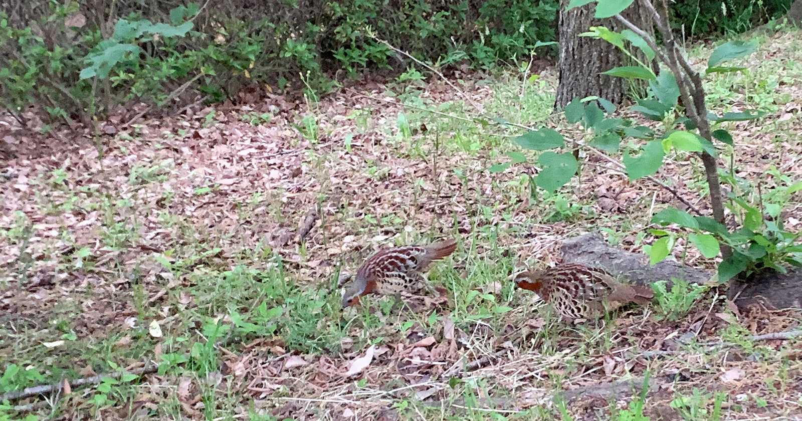 ２羽のコジュケイ