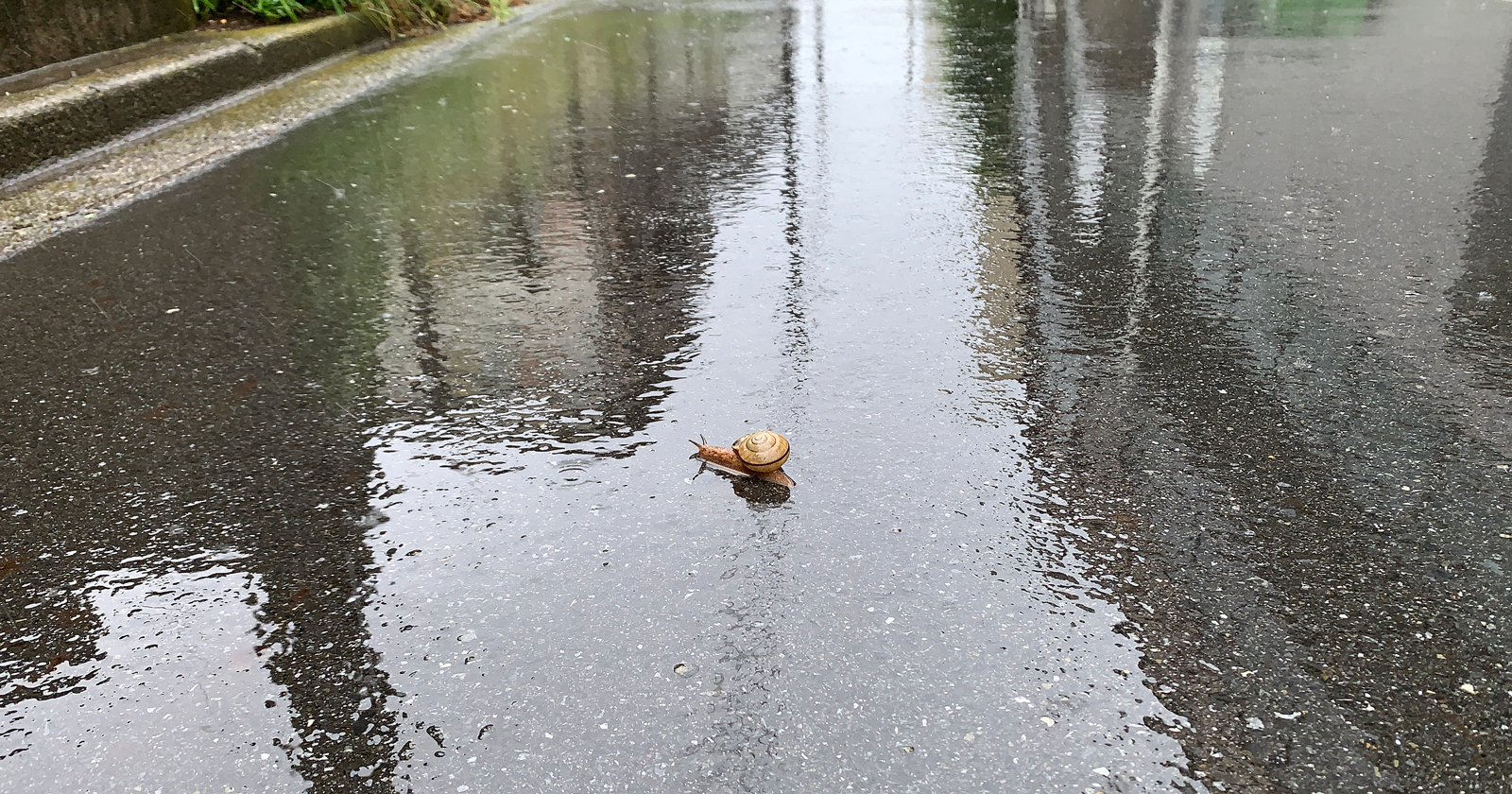 雨の道路にカタツムリ