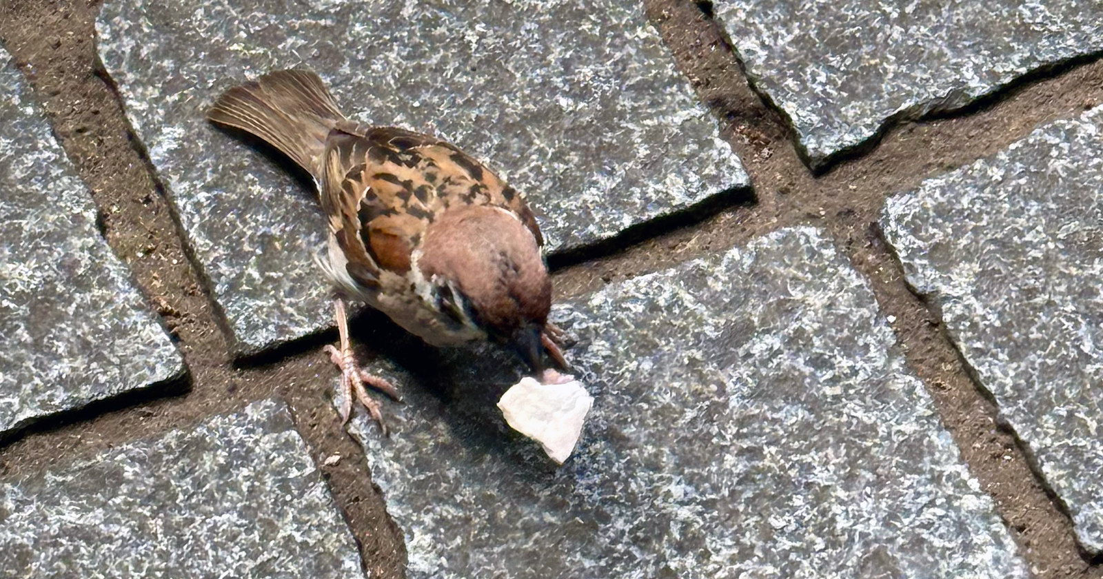 せんべいを食うスズメ